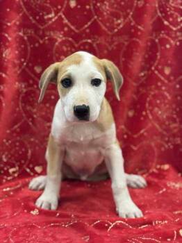 Rescue Shepherd and Mixed Breed Dogs for Adoption in Longview, Texas - Cornbread Casserole | PetCurious