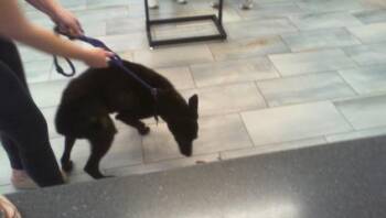 German Shepherd Dog Dogs Available for Adoption - JAY | PetCurious