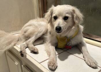 TOBY -  Spaniel Dog for Adoption in El Cajon, California - TOBY | PetCurious