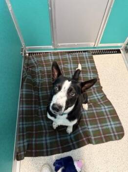 Scout -  Border Collie and Australian Cattle Dog Blue Heeler Dog for Adoption in Pequot Lakes, Minnesota - Scout | PetCurious