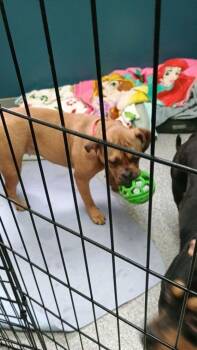 English Bulldog and Bull Terrier Dogs Available for Adoption - Miley | PetCurious