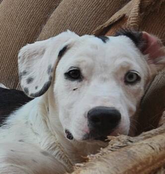 Rescue Retriever and Australian Cattle Dog Blue Heeler Dogs for Adoption in Santa Ana, California - Tammy | PetCurious