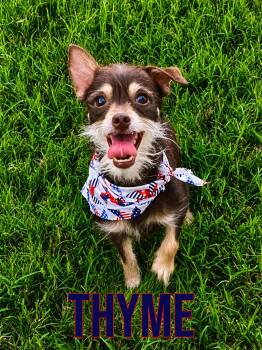 Thyme in Texarkana TX -  Chihuahua Dog for Adoption in Texarkana, Texas - Thyme In Texarkana TX | PetCurious