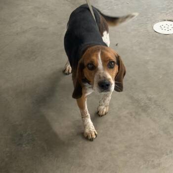 Syd -  Beagle Dog for Adoption in Brookfield, Missouri - Syd | PetCurious