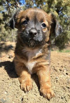 Shih Tzu and Poodle Dogs Available for Adoption - Bunny | PetCurious