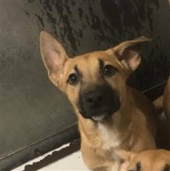A431964 -  Belgian Shepherd Malinois and Mixed Breed Dog for Adoption in Conroe, Texas - A431964 | PetCurious