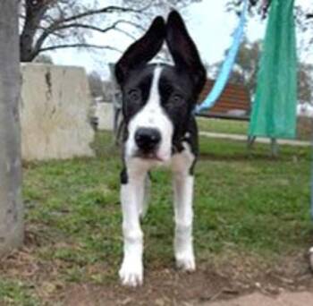 Labrador Retriever and Pointer Dogs Available for Adoption - Alfie | PetCurious