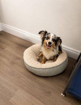 Australian Shepherd Dogs Available for Adoption in Baton Rouge, Louisiana - Scout | PetCurious