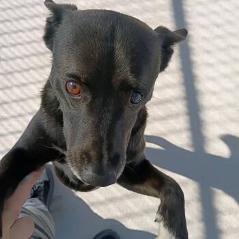 Wyatt -  Mixed Breed Dog for Adoption in Uniontown, Pennsylvania - Wyatt | PetCurious