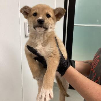 Mixed Breed Dogs Available for Adoption - Fiona | PetCurious