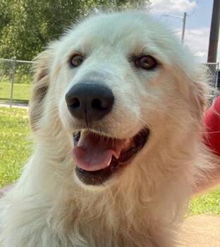 Opal -  Great Pyrenees Dog for Adoption in Glasgow, Kentucky - Opal | PetCurious