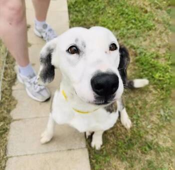 English Setter and Spaniel Dogs Available for Adoption in Houston, Texas - Jasmine | PetCurious