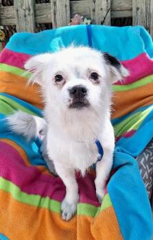 Cayleb BR14341-T LOCAL Adoption Event in Burlington 8/22 -  Chihuahua and Pekingese Dog for Adoption in Missouri City, Texas - Cayleb BR14341-T LOCAL Adoption Event In Burlington 8/22 | PetCurious