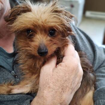 Yorkshire Terrier Dogs Available for Adoption in Fairmont, Minnesota - Lottie | PetCurious