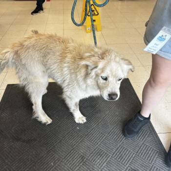 Apollo Creed -  Mixed Breed Dog for Adoption in Davenport, Iowa - Apollo Creed | PetCurious