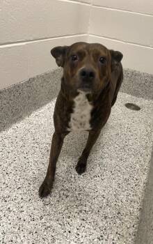 Leah -  Mixed Breed Dog for Adoption in Clarksville, Tennessee - Leah | PetCurious