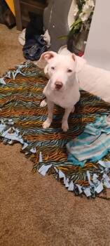 American Staffordshire Terrier Dogs Available for Adoption - Diamond | PetCurious