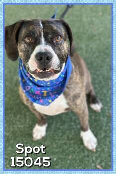 Rescue Hound Dogs for Adoption in Marietta, Georgia - SPOT (also See ZEUS) | PetCurious