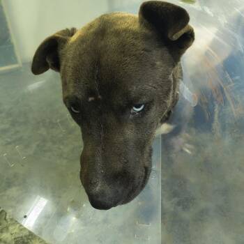 Husky and Labrador Retriever Dogs Available for Adoption - Fife | PetCurious