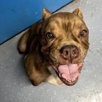 French Bulldog and Mixed Breed Dogs Available for Adoption - Wilma | PetCurious