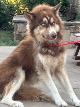 Rescue Siberian Husky Dogs for Adoption in Rocky Point, New York - COGNAC | PetCurious