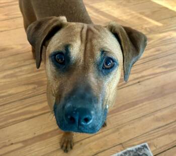 Mountain Cur Dogs Available for Adoption in Eutawville, South Carolina - Reba | PetCurious