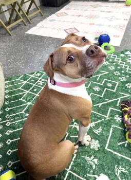 Pit Bull Terrier Dogs Available for Adoption - Penny | PetCurious