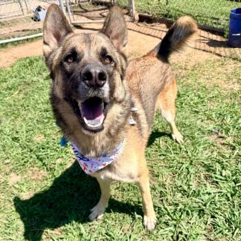 German Shepherd Dog Dogs Available for Adoption in Angleton, Texas - Maserati | PetCurious