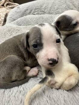 Terrier and Mixed Breed Dogs Available for Adoption in Palm Coast, Florida - Trenton | PetCurious