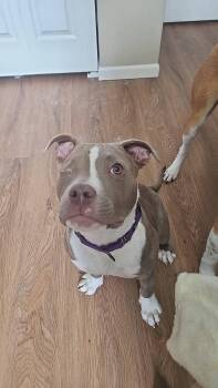 American Staffordshire Terrier Dogs Available for Adoption - Captain Morgan | PetCurious