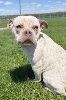American Bulldog Dogs Available for Adoption in Huntington, Indiana - Karma Ann | PetCurious