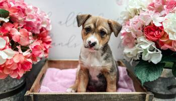 Mixed Breed and Chihuahua Dogs Available for Adoption in Newberg, Oregon - Chestnut | PetCurious