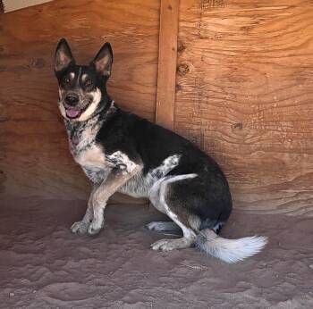 Australian Cattle Dog Blue Heeler Dogs Available for Adoption in San Tan Valley, Arizona - Charlie | PetCurious