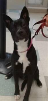 Australian Shepherd Dogs Available for Adoption in Oklahoma City, Oklahoma - A472811 | PetCurious