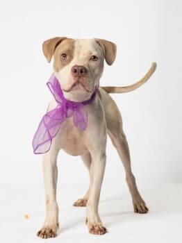 Zaxby -  Pit Bull Terrier and Mixed Breed Dog for Adoption in Atlanta, Georgia - Zaxby | PetCurious