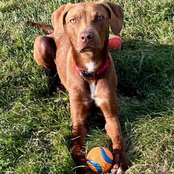 Tito -  Pit Bull Terrier Dog for Adoption in Columbia, Missouri - Tito | PetCurious