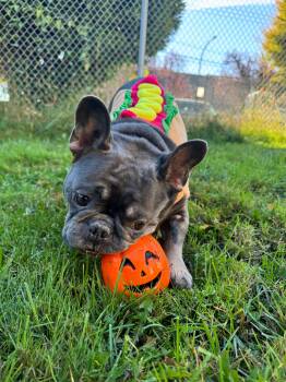 Herbert -  French Bulldog Dog for Adoption in Vancouver, British Columbia - Herbert | PetCurious