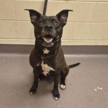 Little Girl -  Pit Bull Terrier Dog for Adoption in Norman, Oklahoma - Little Girl | PetCurious