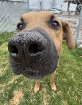 Mixed Breed Dogs Available for Adoption in Missoula, Montana - Smokey | PetCurious
