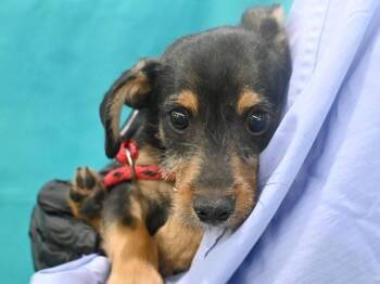 Pepe -  Terrier and Chihuahua Dog for Adoption in Portland, Oregon - Pepe | PetCurious