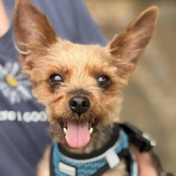 Odie -  Yorkshire Terrier Dog for Adoption in Phoenixville, Pennsylvania - Odie | PetCurious