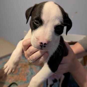 Lenny -  Mixed Breed Dog for Adoption in Wichita, Kansas - Lenny | PetCurious