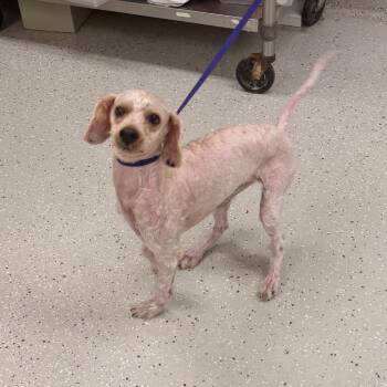 Maltese Dogs Available for Adoption in Indianapolis, Indiana - Benji | PetCurious