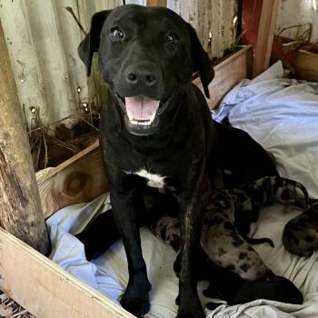 Rescue Black Labrador Retriever and Pit Bull Terrier Dogs for Adoption in Kilauea, Hawaii - Moki | PetCurious