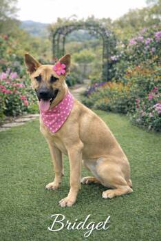 Bridget -  Shepherd Dog for Adoption in Lucas, Texas - Bridget | PetCurious
