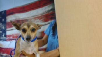 Chihuahua Dogs Available for Adoption in Doral, Florida - BRAXTON | PetCurious