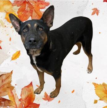 Rocky -  German Shepherd Dog and American Bulldog Dog for Adoption in Salem, Oregon - Rocky | PetCurious