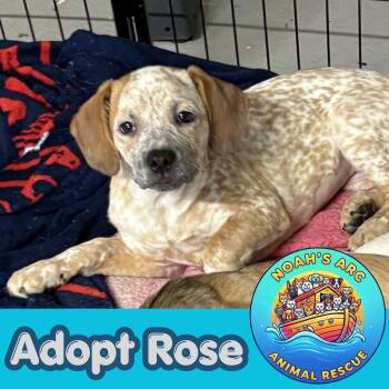 Rose -  Australian Cattle Dog Blue Heeler Dog for Adoption - Rose | PetCurious