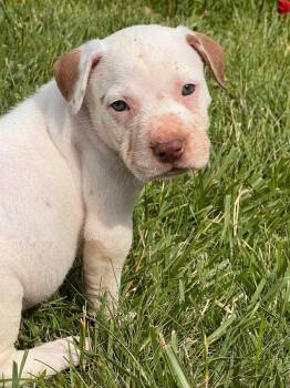 Hank -  Mixed Breed Dog for Adoption in Clinton, Wisconsin - Hank | PetCurious