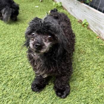 Magic Mike 6927 -  Poodle Dog for Adoption in Loxahatchee Groves, Florida - Magic Mike 6927 | PetCurious